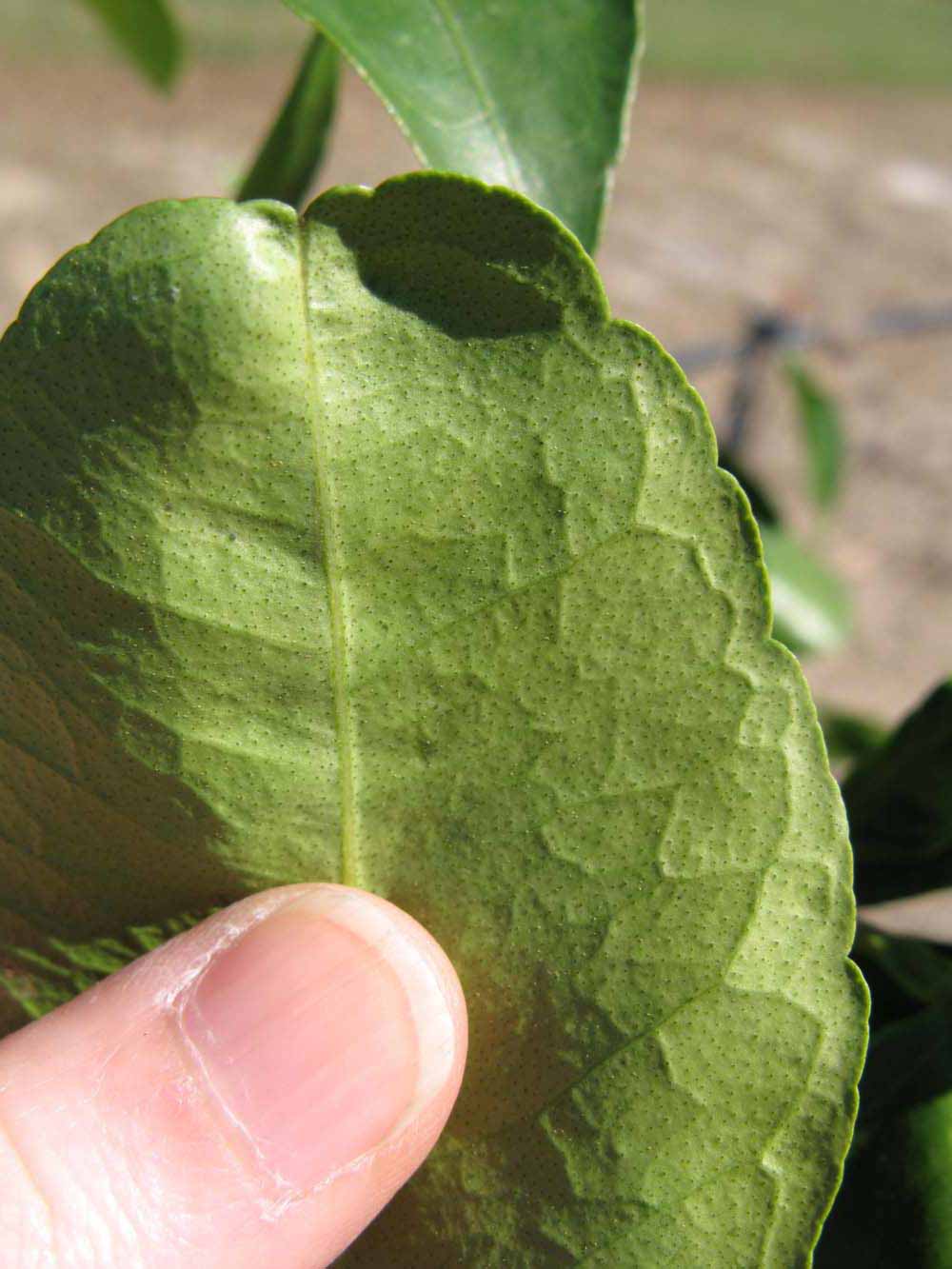              Margin (Winter Haven, FL)       